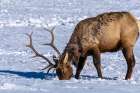 USA- Wyoming- National Elk Refuge. Bull elk seeking food beneath snow. Art Print